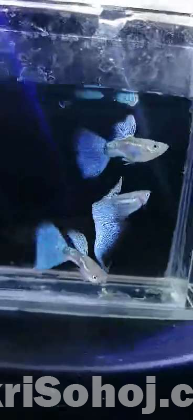 Redtall plati